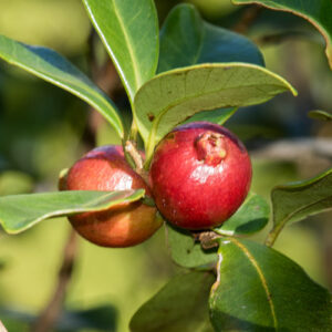 Árbol Guayabita del Perú