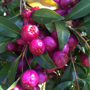 Árbol de Manzana Liliana