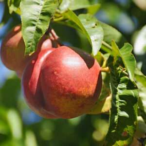 Árbol de Nectarinas