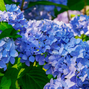 Planta Hortensia