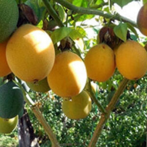 Planta de Granadilla