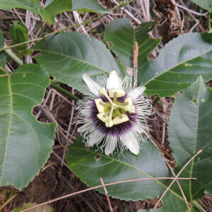 Planta de Granadilla