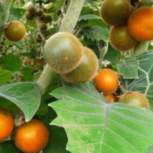 Planta Naranjilla Berenjena