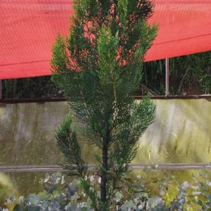 Ciprés Thuja