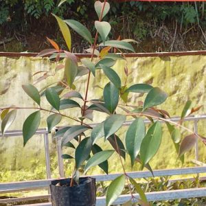 Arbustos Hornamentales