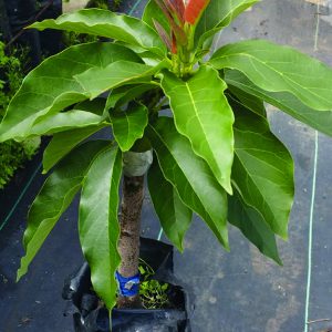 Aguacate para bajura