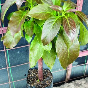 Aguacate para altura