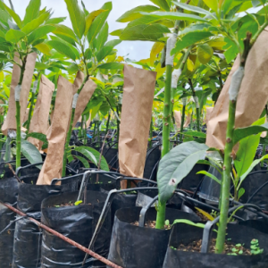 Venta de Árboles y Plantas